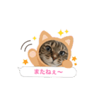 うちのネコ 名はトラ（個別スタンプ：33）