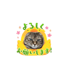 うちのネコ 名はトラ（個別スタンプ：34）