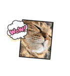 うちのネコ 名はトラ（個別スタンプ：38）
