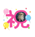 シーズーのこはなちゃん！2（個別スタンプ：8）