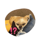 シーズーのこはなちゃん！2（個別スタンプ：13）