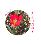 Spring in my garden〜Message（個別スタンプ：21）