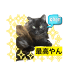 黒猫 ルナ院長55にゃんめ（個別スタンプ：2）