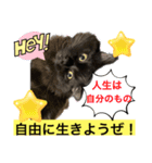 黒猫 ルナ院長55にゃんめ（個別スタンプ：4）