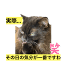 黒猫 ルナ院長55にゃんめ（個別スタンプ：7）