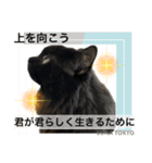 黒猫 ルナ院長55にゃんめ（個別スタンプ：8）