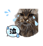 かぶてんぽんきゅん（個別スタンプ：30）