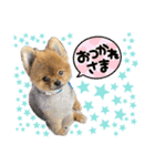 ポン太のスマイル0円（個別スタンプ：7）