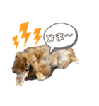 ポン太のスマイル0円（個別スタンプ：8）