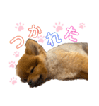 ポン太のスマイル0円（個別スタンプ：10）