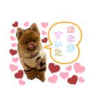 ポン太のスマイル0円（個別スタンプ：16）