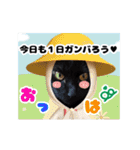 動く黒猫 ハルとロビンの夏（個別スタンプ：1）