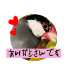 桜文鳥わすけライトビジネスわす【改訂版】（個別スタンプ：2）