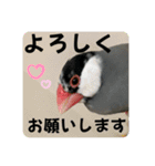 桜文鳥わすけライトビジネスわす【改訂版】（個別スタンプ：3）