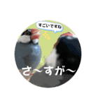 桜文鳥わすけライトビジネスわす【改訂版】（個別スタンプ：11）