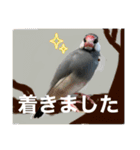 桜文鳥わすけライトビジネスわす【改訂版】（個別スタンプ：20）