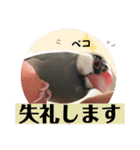 桜文鳥わすけライトビジネスわす【改訂版】（個別スタンプ：21）