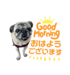 かわいい♪パグ Pug Dog（個別スタンプ：1）