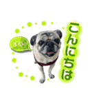 かわいい♪パグ Pug Dog（個別スタンプ：2）