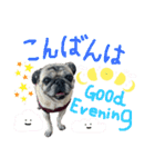 かわいい♪パグ Pug Dog（個別スタンプ：3）