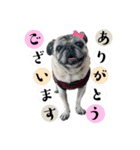 かわいい♪パグ Pug Dog（個別スタンプ：6）