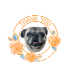 かわいい♪パグ Pug Dog（個別スタンプ：7）