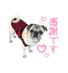 かわいい♪パグ Pug Dog（個別スタンプ：8）