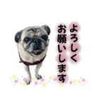 かわいい♪パグ Pug Dog（個別スタンプ：10）