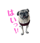 かわいい♪パグ Pug Dog（個別スタンプ：11）