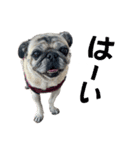 かわいい♪パグ Pug Dog（個別スタンプ：12）