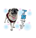かわいい♪パグ Pug Dog（個別スタンプ：13）