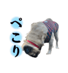 かわいい♪パグ Pug Dog（個別スタンプ：14）