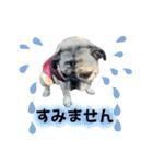 かわいい♪パグ Pug Dog（個別スタンプ：15）