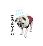 かわいい♪パグ Pug Dog（個別スタンプ：16）