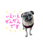 かわいい♪パグ Pug Dog（個別スタンプ：18）