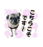 かわいい♪パグ Pug Dog（個別スタンプ：19）