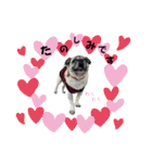 かわいい♪パグ Pug Dog（個別スタンプ：20）