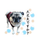 かわいい♪パグ Pug Dog（個別スタンプ：21）