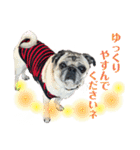 かわいい♪パグ Pug Dog（個別スタンプ：22）