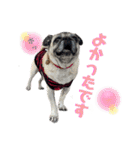 かわいい♪パグ Pug Dog（個別スタンプ：23）