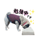 かわいい♪パグ Pug Dog（個別スタンプ：24）