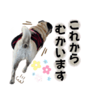 かわいい♪パグ Pug Dog（個別スタンプ：25）