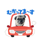 かわいい♪パグ Pug Dog（個別スタンプ：26）