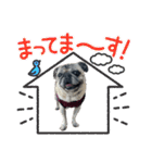 かわいい♪パグ Pug Dog（個別スタンプ：27）