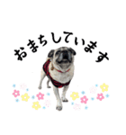 かわいい♪パグ Pug Dog（個別スタンプ：28）