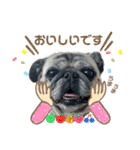 かわいい♪パグ Pug Dog（個別スタンプ：29）