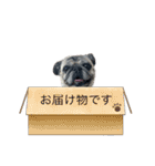 かわいい♪パグ Pug Dog（個別スタンプ：30）