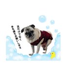 かわいい♪パグ Pug Dog（個別スタンプ：31）