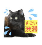 黒猫 ルナ院長56にゃんめ（個別スタンプ：3）