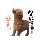 ブランのつぶやき（個別スタンプ：1）